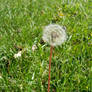 Dandelion on its own