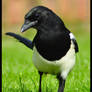 Cheeky Magpie