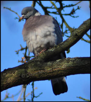 Fluffy wood pigeon