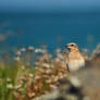 Wheatear