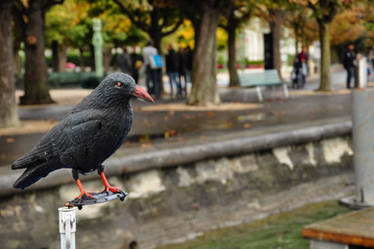 Crow Figure