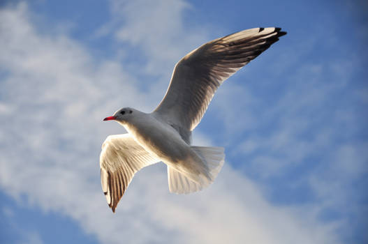 Curious Gull