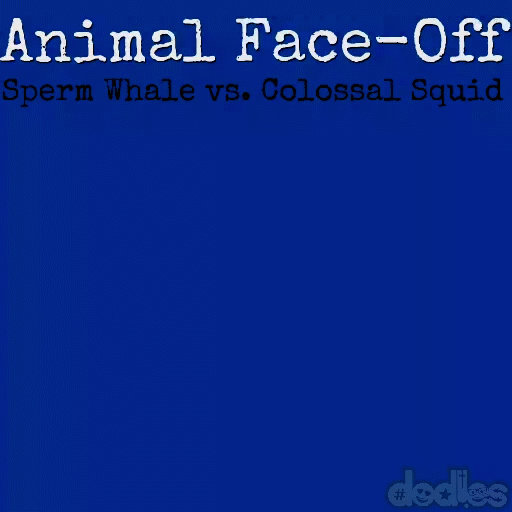 Animal Face Off Sperm Whale vs Colossal Squid by DavideoStudio on DeviantArt
