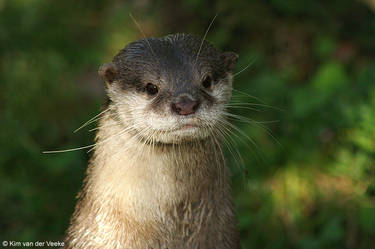 otter