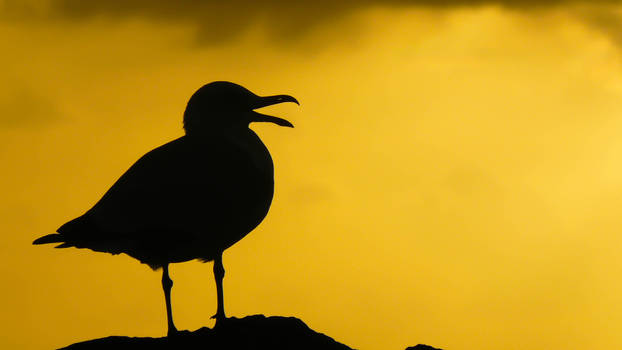 Mouette