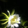 Night Bloom 2