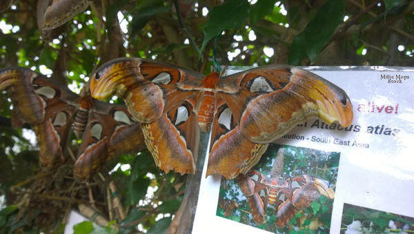 Atlas Moth