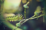 The Mysterious Caterpiller by SagaraLewis