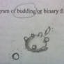 A cell budding that I drew in science 