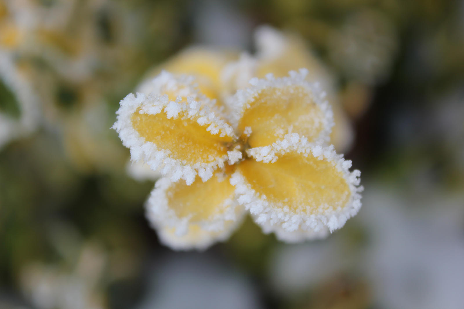 Euonymus fortunei - Emerald 'n' Gold