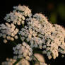 Daucus carota - Queen Anne's lace