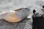 Seashell by the seashore part II by CBKphotos