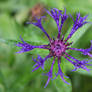 Centaurea Montana - Mountain Cornflower part II