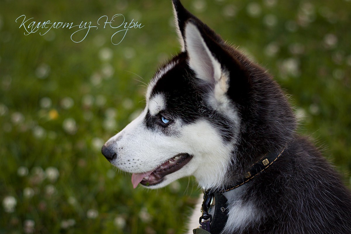 Siberian Husky Puppy