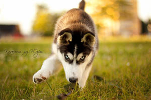 Puppy Siberian Husky by JonneCat