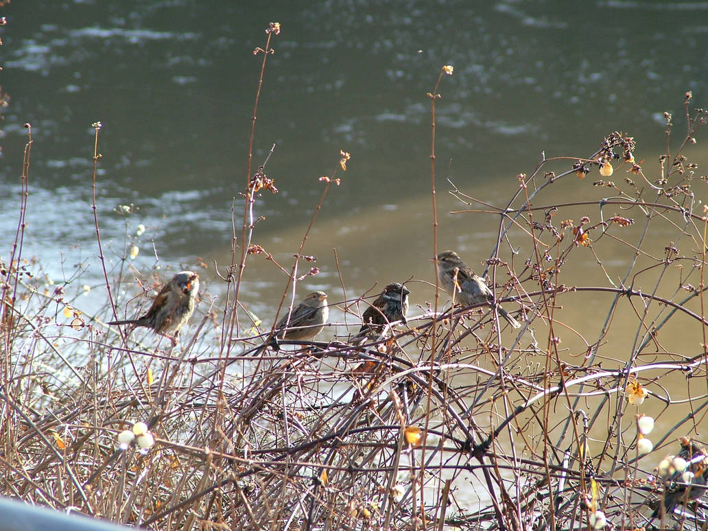 Sparrows meeting