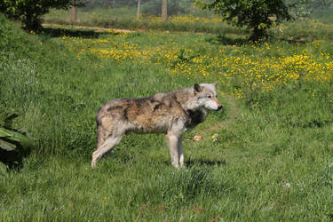 Wolf pose...