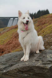 Bailey at the dams