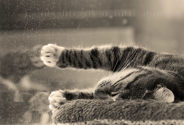 A cats life on a rainy day