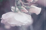 Dreams by Azzeria