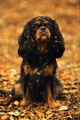 Autumn cutie