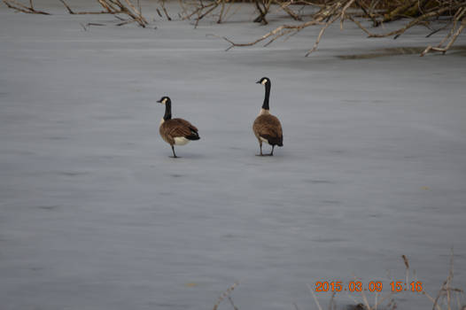 Geese on Ice