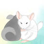 Chinchilla couple