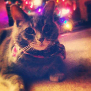 Christmas Cat