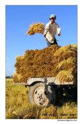 The Farmer in Growth of Rice