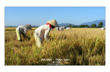 Female Farmers on Rice Field