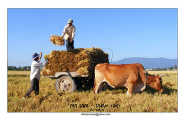 Farmers in Growth of Rice