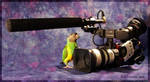 Senegal Parrot and Canon XL1s by Dreamspirit