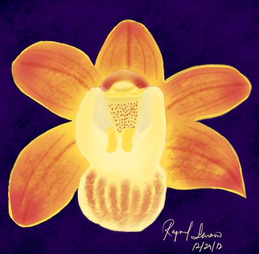 Orchid