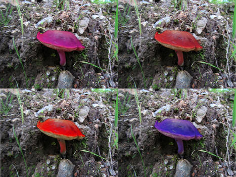 Trippy Toadstool composite