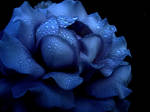 blue. by neonflashh