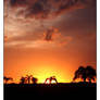 Florida Sunset II