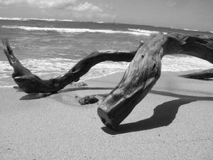 Diamond Head driftwood III