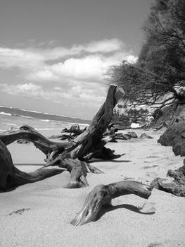 Diamond Head driftwood V