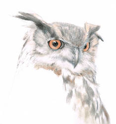 Eagle Owl