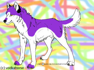 akita boy with colours