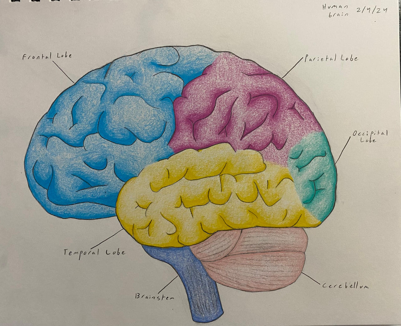 How To Draw Human Brain Diagram Step By Step how-to-draw-human-brain-diagram-step-by-step