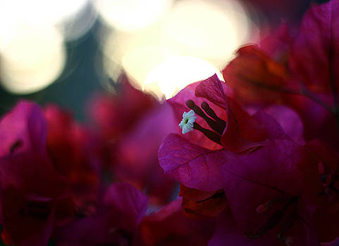 Sunset Flowers