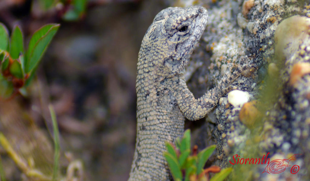 Eastern Fence Lizard