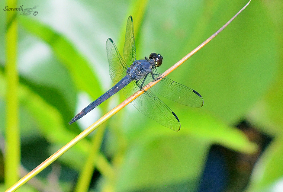 Dragonfly Series (Slaty Skimmer)