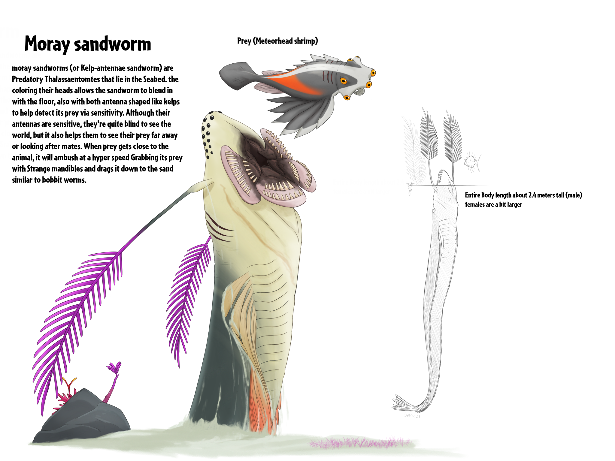 Moray sandworm