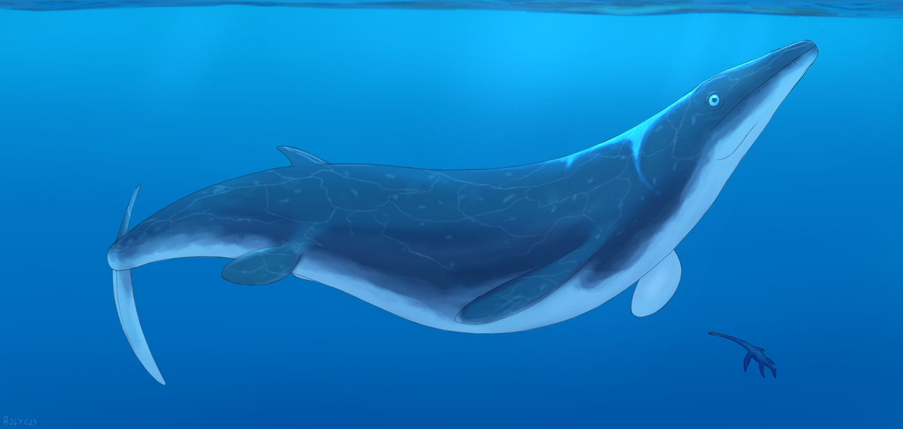 Jormungandr walhallaensis