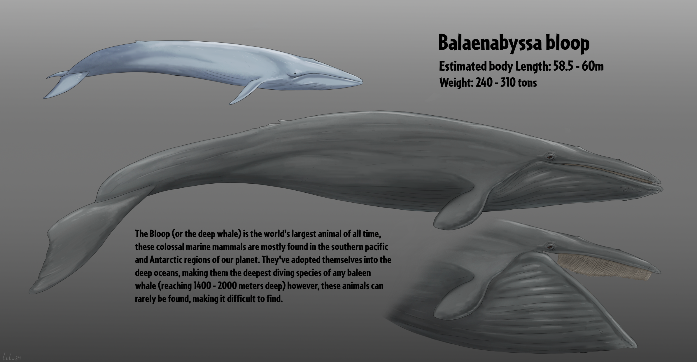 Balaenabyssa bloop