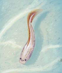 Haikouichthys