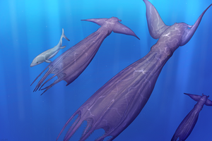 Nanaimoteuthis haggarti
