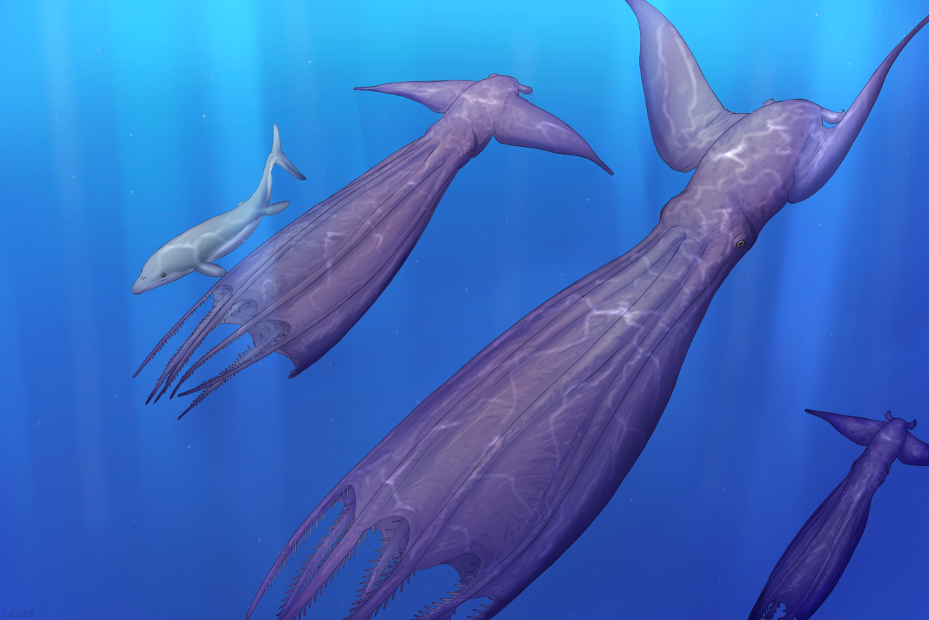 Nanaimoteuthis haggarti